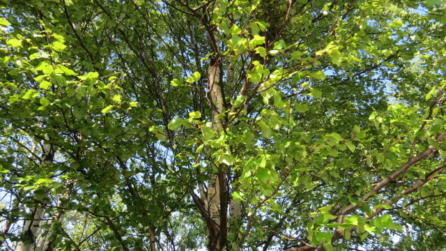 Diginetti-Banner
